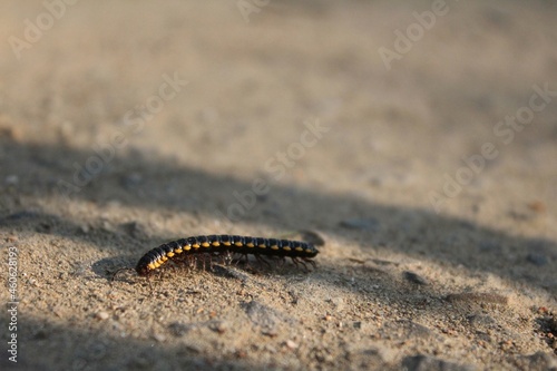 Black and Yellow Flat Millepede