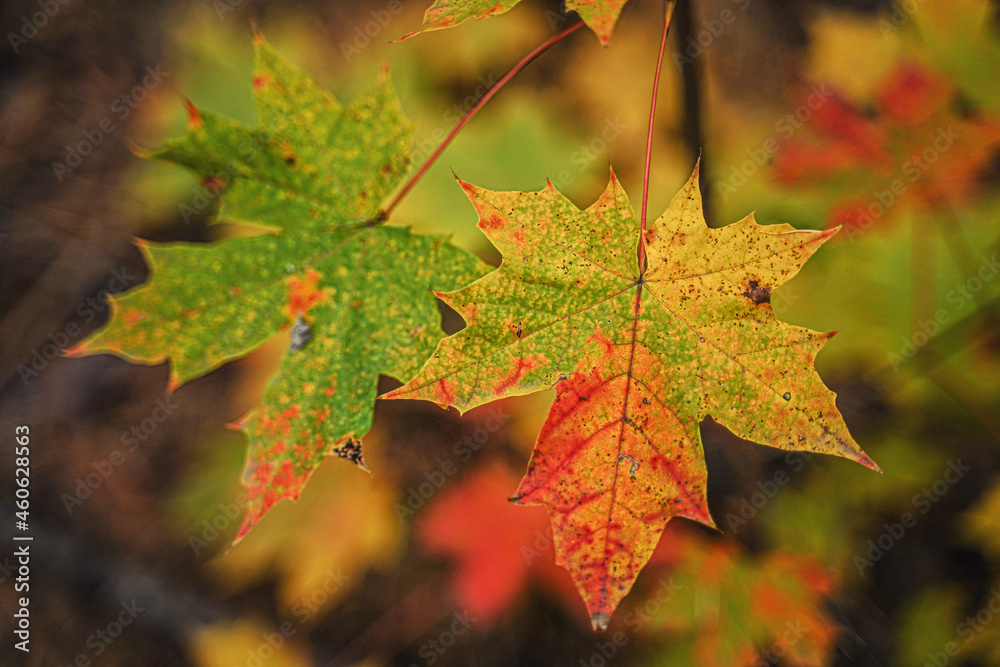 Fototapeta premium autumn yellow leaves