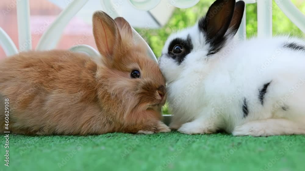 White and brown rabbits snuggle up to each other with their noses