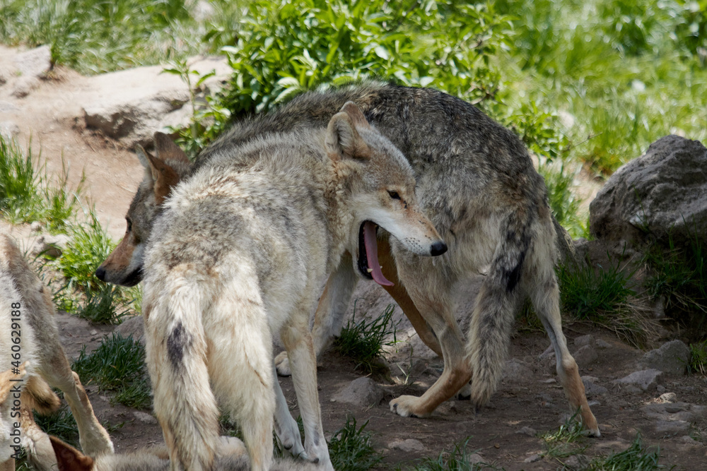 Fototapeta premium portrait of a gray wolves