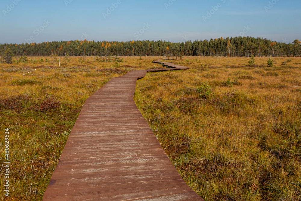 Sunny panorama with the wooden walking path through the bog to the forest on the horizon in autumn. 