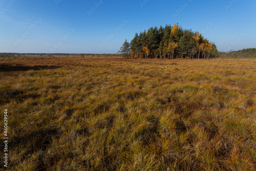 Scenic autumn landscape of the bog and pine trees. 
