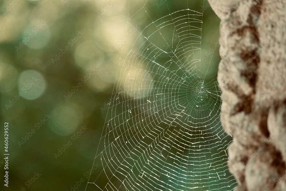 Spider web in the morning on green background 