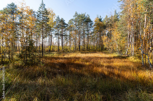 Beautiful forest lane in early autumn in Sestroretsk, Russia. 