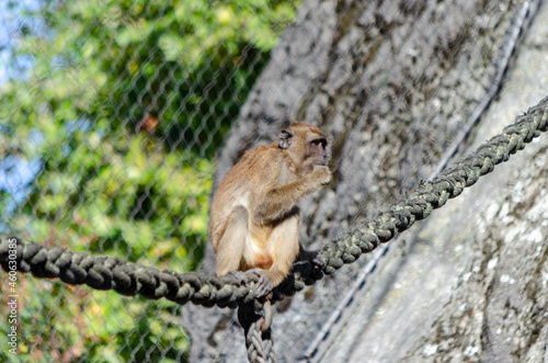 Macaque crabier, macaque de bufon (Macaca fascicularis)