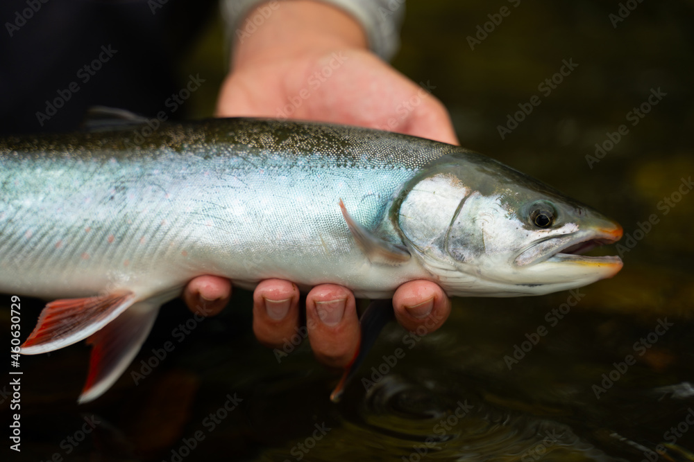 fisherman releases the char back into the fresh water