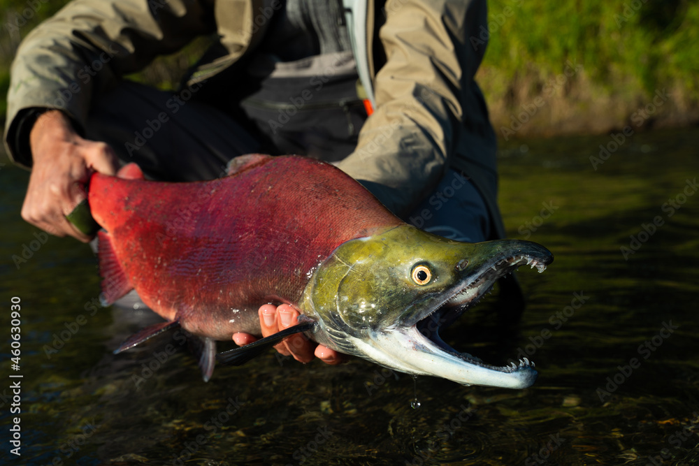 fisherman releases red fish back into the fresh water