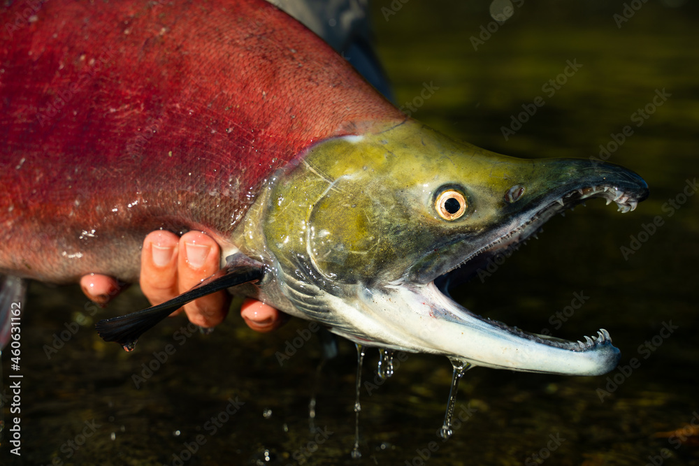 fisherman releases red fish back into the fresh water