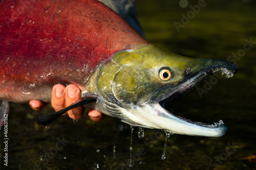 Obraz na płótnie fisherman releases red fish back into the fresh water w salonie