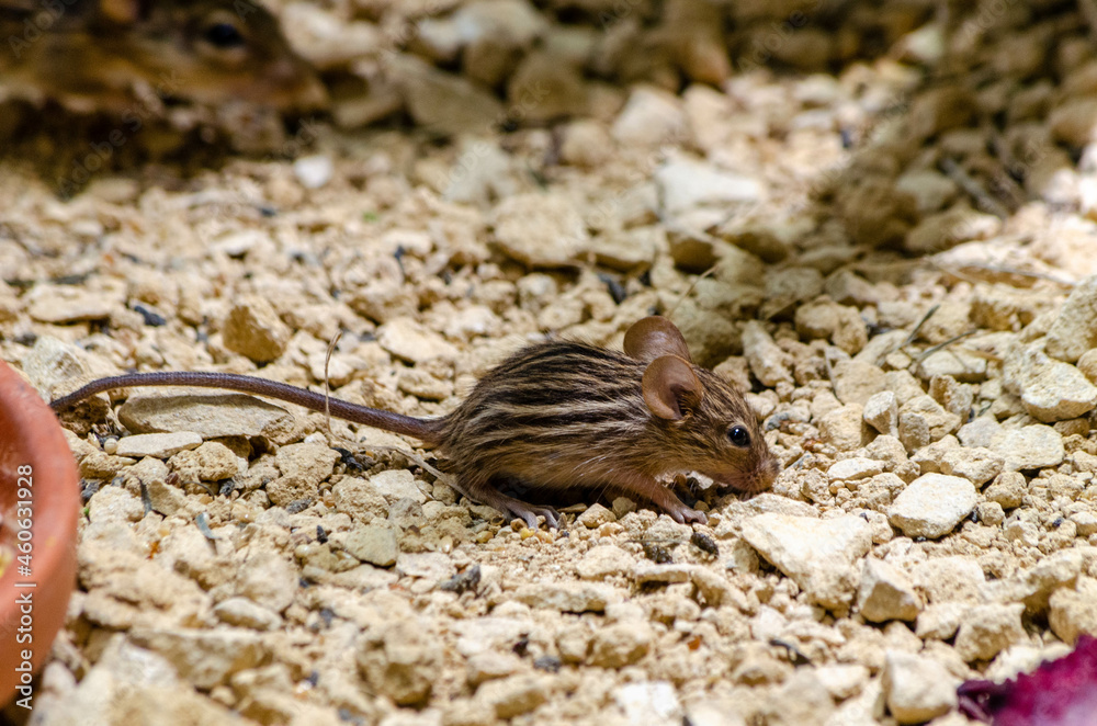 Streifengrasmäuse (Lemniscomys) Streifengrasmäuse (Lemniscomys)