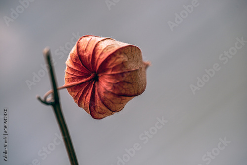 Photography red poppy flower, nacka, sweden, sverige, stockholm