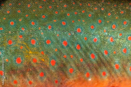 Fényképezés Arctic char close up. Beautiful colored spots on the side.