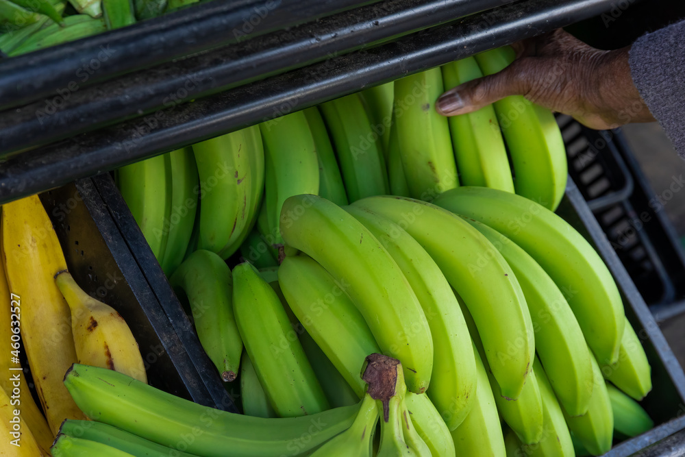Close up of green bananas, musa x paradisiaca, on a farmers market stall Close up of green bananas, musa x paradisiaca, on a farmers market stall