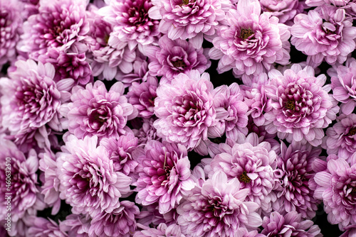 pink flowers  nacka  sweden  sverige  stockholm