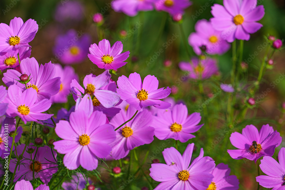 Autumn flower cosmos blooming in the park Autumn flower cosmos blooming in the park