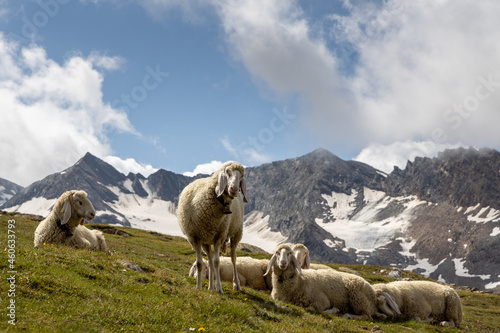Mountain sheep in the mountains in Ötztal, Austria
