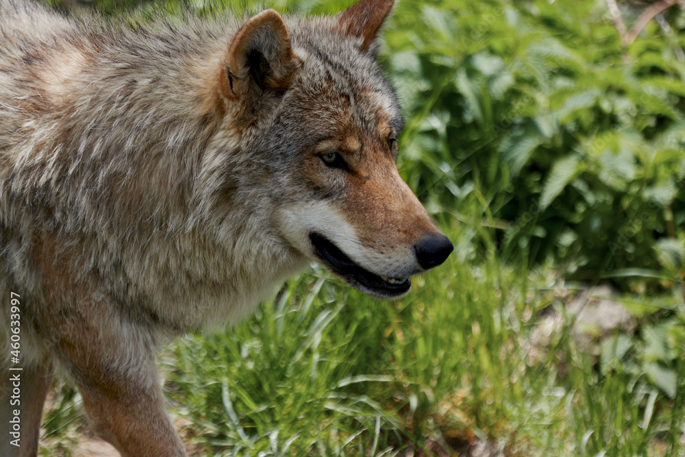 portrait of a european wolves portrait of a european wolves