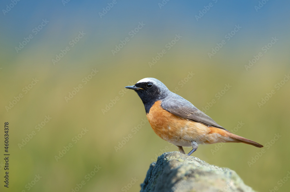 Common Redstart perched on a rock against green background Common Redstart perched on a rock against green background