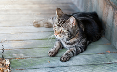 Close up of a tabby cat lying on a wooden decking in the garden