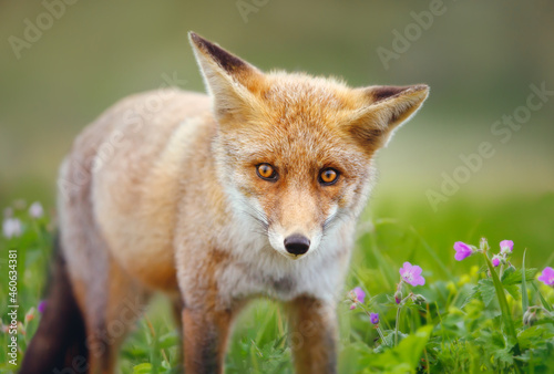 Close up of a Red fox in the field of flowers
