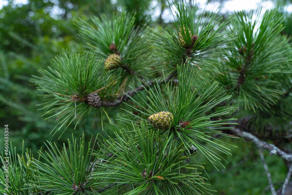 Young cones on a mountain pine tree on a mountain in Acadia National Park, Mine, USA Young cones on a mountain pine tree on a mountain in Acadia National Park, Mine, USA