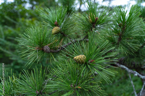 Young cones on a mountain pine tree on a mountain in Acadia National Park, Mine, USA