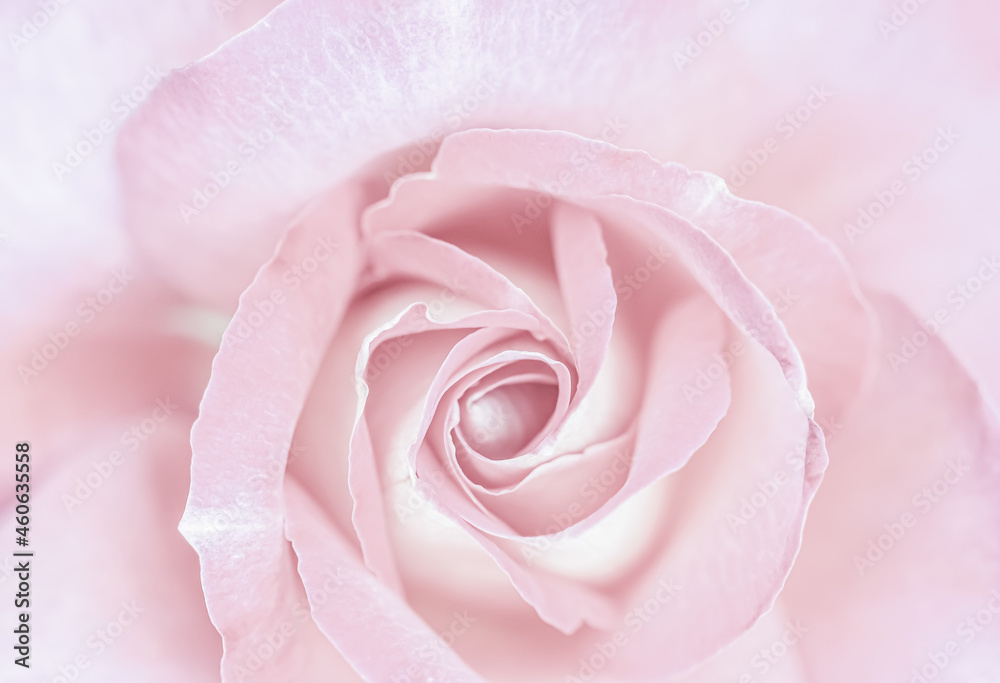 Botanical concept, wedding invitation card - Soft focus, abstract floral background, pale pink rose flower. Macro flowers backdrop for holiday brand design Botanical concept, wedding invitation card - Soft focus, abstract floral background, pale pink rose flower. Macro flowers backdrop for holiday brand design