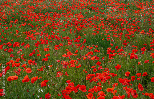 Red Poppy Field Flanders Belgium Battlefield Remembrance background texture image