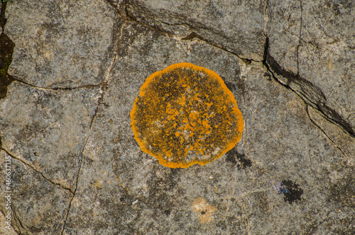Obraz na płótnie Lichen on limestone
