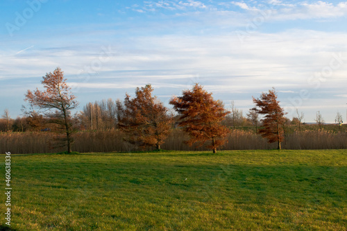 four trees