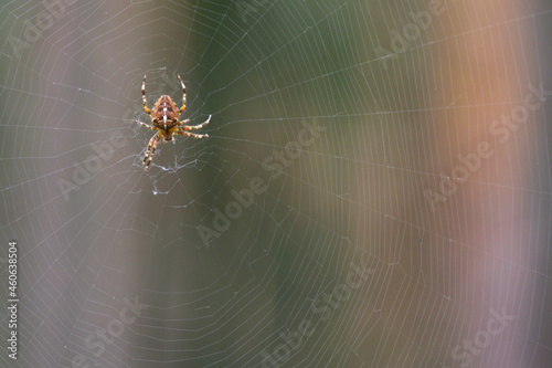 female garden spider - Latin name "Araneus diadematus"