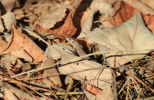 Young lizard Lacerta viridis in autumn leaves