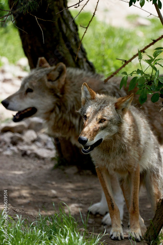 two european wolves under a tree