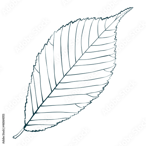 Hand-drawn elm leaf in autumn color isolated on white background. Cartoon flat style vector illustration.