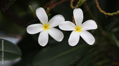 White flower blossom nature greenery and blur background