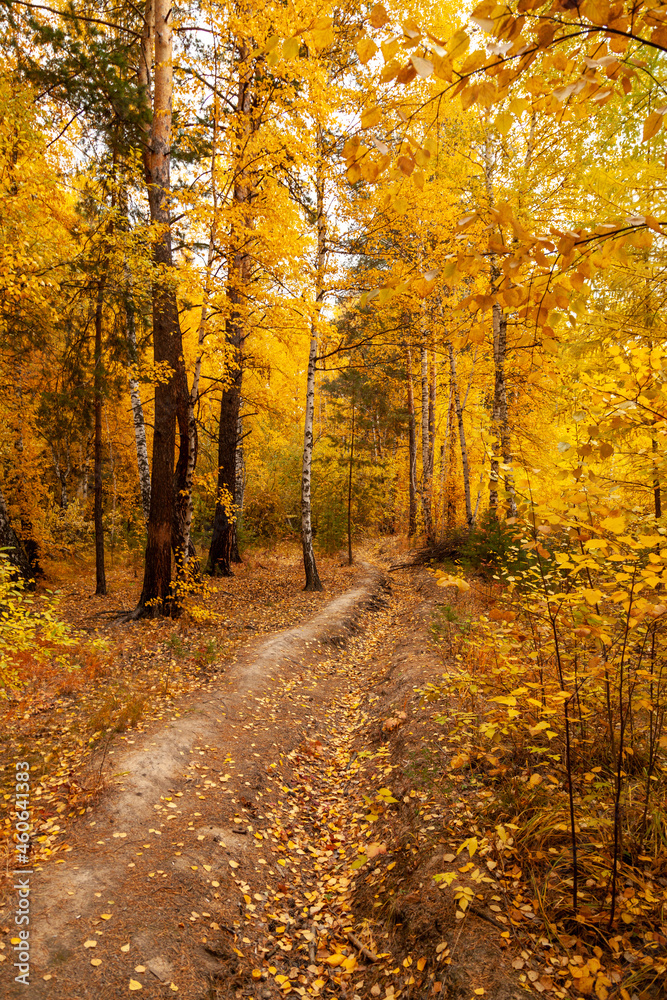 Trail in the autumn forest. Yellow leaves have already begun to fall from the trees Trail in the autumn forest. Yellow leaves have already begun to fall from the trees