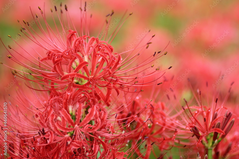 彼岸花 彼岸花