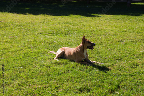 Tan dog with white chest and paws lying on the grass looking at his owner. Concept of companion animals. 4 October, World Pet Day.