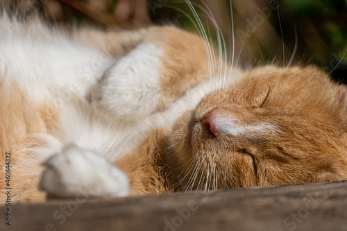Large Ginger and White Stripped Tabby Male Tom Cat Asleep in sun sleeping