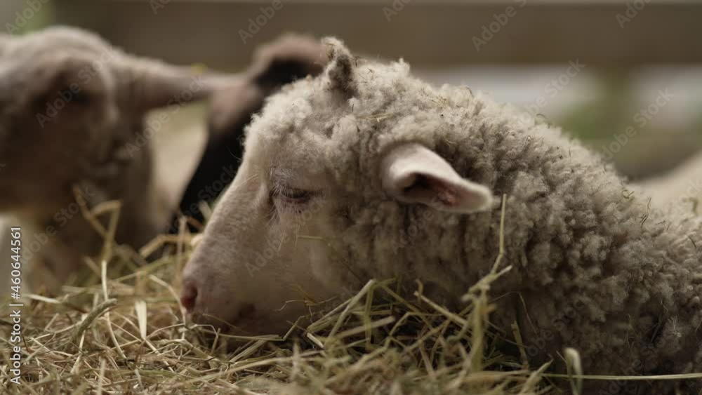 Lambs Feeding on a Hay Stack at a Farm Closeup Lambs Feeding on a Hay Stack at a Farm Closeup