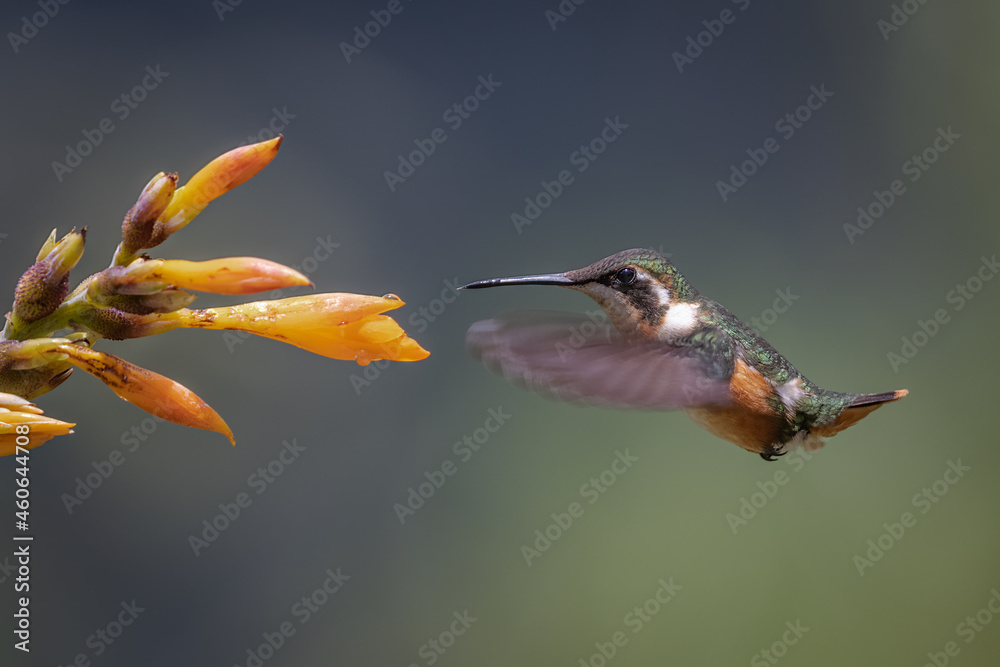 Fototapeta premium Purple-throated Woodstar in-flight foraging on an orange tropical flower