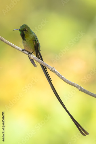 Black-tailed Trainbearer hummingbird perched on a branch photo