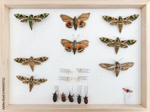 Wooden box with a collection of butterflies of southern latitudes.
