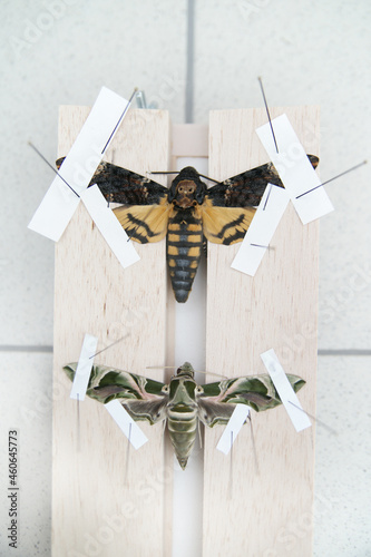 Obraz na plátně Acherontia Manduca and Daphnis nerii butterflies impaled on a wooden collectible plaque in a biological laboratory setting