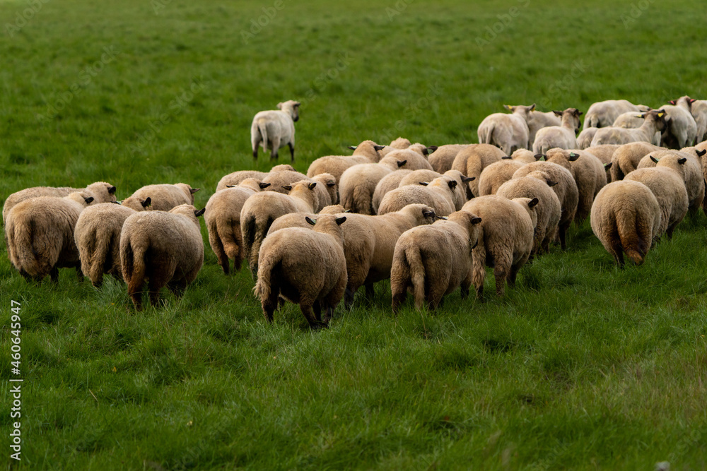 Obraz premium Schafe