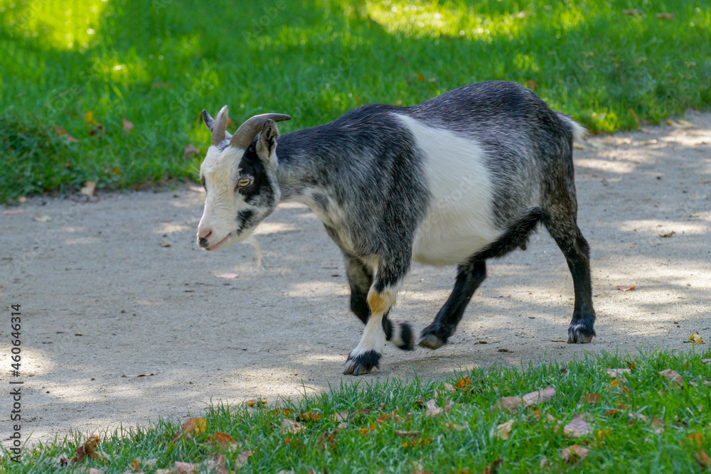 old well-fed goat on the way home old well-fed goat on the way home