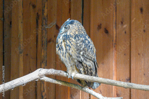 barn owl perched on a fence