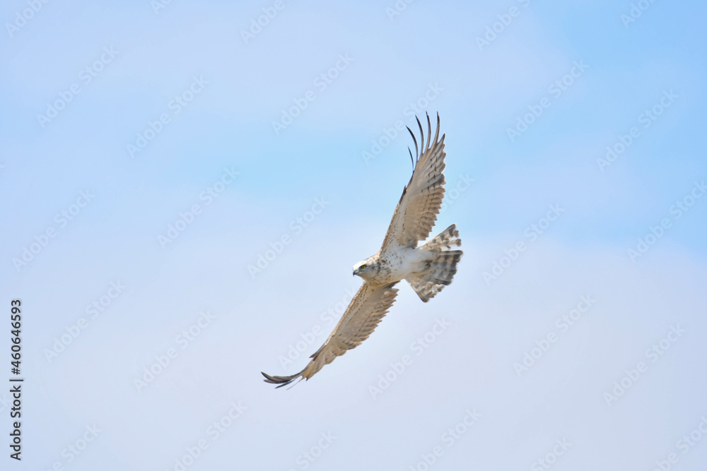 Obraz premium Schlangenadler