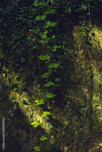 Ivy in dappled sunlight hanging over a rock wall in a forest.