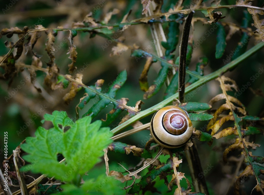 A grove snail in it's shell on a leaf amongst fern foliage in the woods A grove snail in it's shell on a leaf amongst fern foliage in the woods